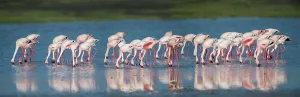Serengeti Prints: Greater Flamingos (Phoenicopterus roseus) feeding in shallow lake