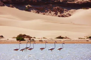 Wading Prints: Greater flamingos (Phoenicopterus roseus) in a river's lagoon where the Sahara meets the Atlantic Ocean