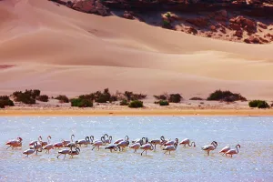 Wading Prints: Greater flamingos (Phoenicopterus roseus) in a river's lagoon where the Sahara meets the Atlantic Ocean