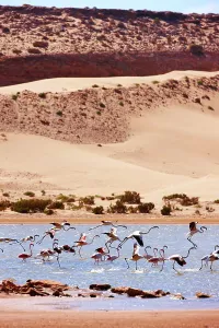 Wading Prints: Greater flamingos (Phoenicopterus roseus) in a river's lagoon where the Sahara meets the Atlantic Ocean