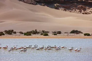 Wading Prints: Greater flamingos (Phoenicopterus roseus) in a river's lagoon where the Sahara meets the sea