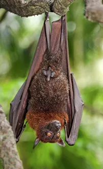 Singapore Prints: Greater Flying fox (Pteropus vampyrus) hanging upside down on a branch