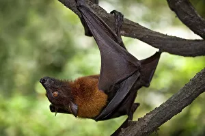 Singapore Prints: Greater Flying fox (Pteropus vampyrus) hanging upside down on a branch