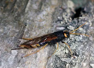 Wasp Prints: Greater Horntail or wood wasp- Sirex gigas