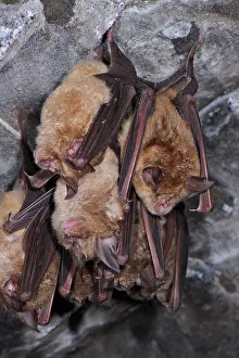 Asleep Prints: Greater Horseshoe Bat (Rhinolophus ferrumequinum) adults