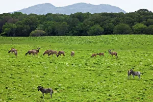 Safari Holiday Prints: Greater kudu (Tragelaphus strepsiceros) and Burchell's Zebra (Equus burchellii)