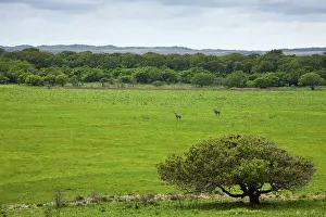 Safari Holiday Prints: Greater kudu (Tragelaphus strepsiceros) on the Eastern Shores