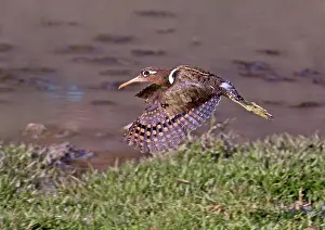 Freshwater Prints: Greater Painted-snipe (Rostratula benghalensis) adult female