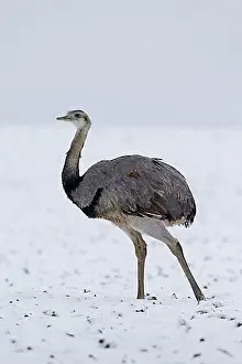 Looks Into The Camera Prints: Greater Rhea (Rhea americana), nandu male in the snow in winter