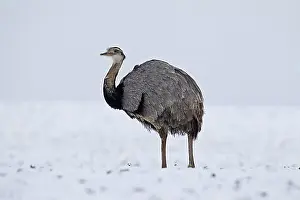 Looks Into The Camera Prints: Greater Rhea (Rhea americana), nandu male in the snow in winter
