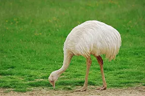 Feed Prints: Greater Rhea (Rhea americana), native to South America, in captivity, Germany, Europe