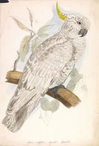 Black Ink Prints: Greater Sulphur Crested Cockatoo Nineteenth Century