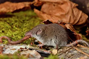 Feed Prints: Greater white-toothed shrew (Crocidura russula) eating a worm, France