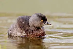 Swimming Prints: Least Grebe (Tachybaptus dominicus) swimming in a pond, South Texas, Texas, USA