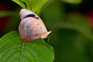 Spread Wings Prints: Grecian Shoemaker (Catonephele numilia) butterfly on a green leaf
