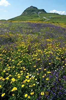 Idyll Prints: Greece, Cyclades, Tinos island, Landscape with wildflowers and hill