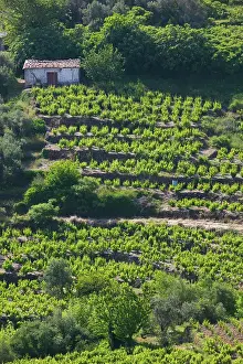 Home Prints: GREECE, Northeastern Aegean Islands, SAMOS, Vourliotes: Vineyard