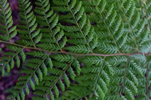 Vine Prints: green big tropical leaf, tropical forest