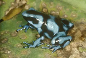 Frog Prints: Green & Black poison Dart Frog (Dendrobates auratus) Blue Phase/Panama