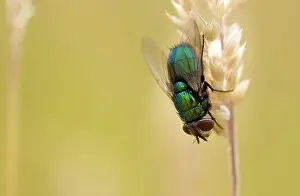 Arthropoda Prints: green bottle fly - at culm, Lucilia sericata