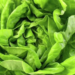 Background White Prints: green butter lettuce vegetable or salad isolated on white background
