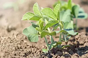 Pulse Prints: Green cultivated soy bean plant in field, spring time