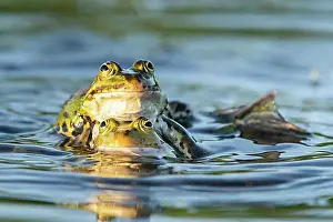 Swamp Prints: Green frog (Pelophylax kl. esculentus) ('Pelophylax esculentus' or 'Rana esculenta')