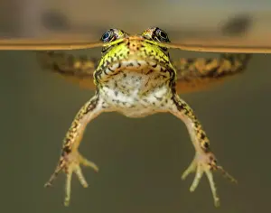 Amphibian Prints: Green Frog (Rana clamitans) over-under view while floating in water in Muskoka near Rosseau