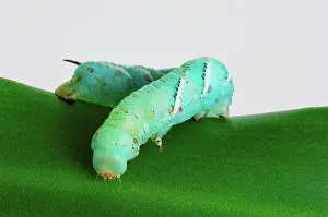Insect Prints: Green hornworm on leaf and white background, st. albert alberta canada