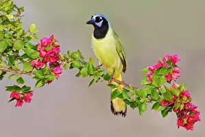Farm Prints: Green jay (Cyanocorax yncas) perching on a plant