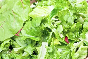 Italienisch Prints: green leaves in fresh italian lettuce appetizer green leaves in fresh italian lettuce appetizer close up Copyright