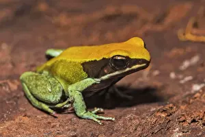Frog Prints: Green Mantella (Mantella viridis) - captive. Endemic to Madagascar