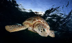 Turtle Prints: Green sea turtle (Chelonia mydas) swimming to the surface to take a breath in Akumal bay