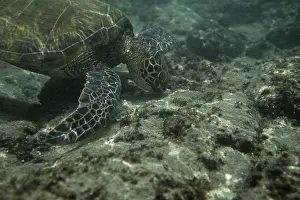 Turtle Prints: Green Sea Turtle Eating Seaweed (Chelonia mydas) Hawaii