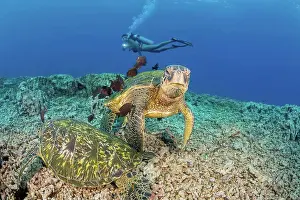 Medium Group Prints: Green sea turtles (Chelonia mydas) being cleaned by surgeonfish and diver; Hawaii