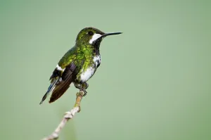 Ecuador Prints: Green thorntail (Popelairia Conversii) perching on a twig