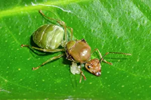 Full Length Prints: Green Tree Ant (Oecophylla smaragdina) queen with eggs on leaf, Klungkung, Bali, Indonesia