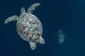 Malaysian Prints: Green Turtle (Chelonia mydas) adult