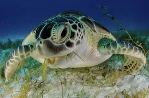 Turtle Prints: Green turtle (Chelonia mydas) feeding on sea grass in Cancun water