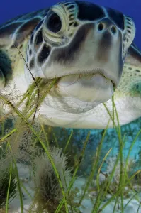 Animal Mouth Prints: Green turtle (Chelonia mydas) feeding on sea grass in Cancun water