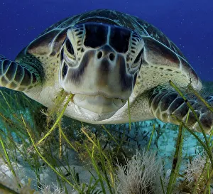 Animal Mouth Prints: Green turtle (Chelonia mydas) feeding on sea grass in Cancun water