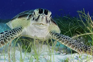 Animal Mouth Prints: Green turtle (Chelonia mydas) feeding on sea grass in Cancun water