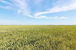 Pastureland Prints: Green wheat field on sunny day