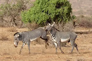 East Africa Prints: Grevy's Zebra (Equus grevyi) adult female kicking out against male