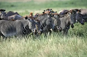 Standing Up Prints: Grevy'S Zebra Equus Grevyi, Herd Standking In Tall Grass, Kenya