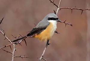 Chinese Prints: Grey-backed Shrike (Lanius tephronotus) adult, perched in thorn bush, Yunnan, China, april