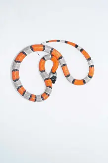 Arid Prints: Grey-banded kingsnake, Lampropeltis alterna