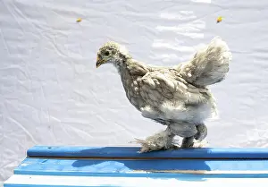 Chick Prints: Grey Brahma Pullet Hen Chicken