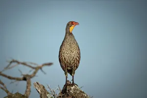 Displaying Prints: Grey-Breasted spurfowl (Francolinus rufopictus) calling