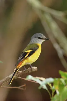 Oriental Prints: Grey-chinned Minivet (Pericrocotus solaris) adult female